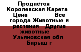 Продаётся!     Королевская Карета › Цена ­ 300 000 - Все города Животные и растения » Другие животные   . Ульяновская обл.,Барыш г.